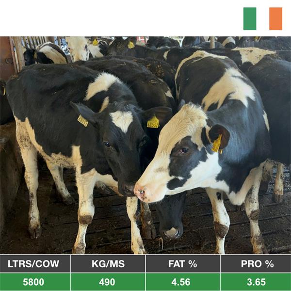 22 Pedigree Registered Bulling Heifers - Ireland