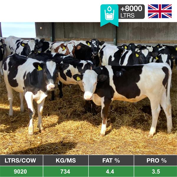 50 Autumn Born Heifers Premium Quality - United Kingdom