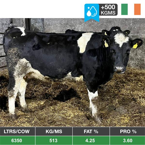 40 Spring Calving Heifers - Ireland