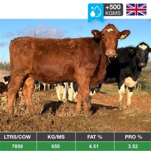 Buy 110 Pro Cross Maiden Heifers - United Kingdom for sale
