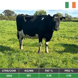 Buy 14 Late Calving Cows - From Ireland for sale