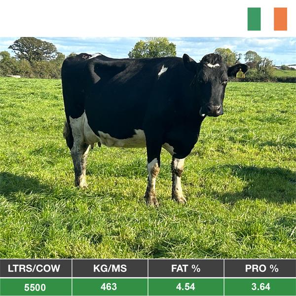 14 Late Calving Cows - From Ireland