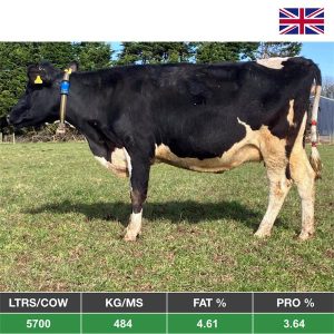 Buy 20 Spring Calving Cows - From The United Kingdom for sale