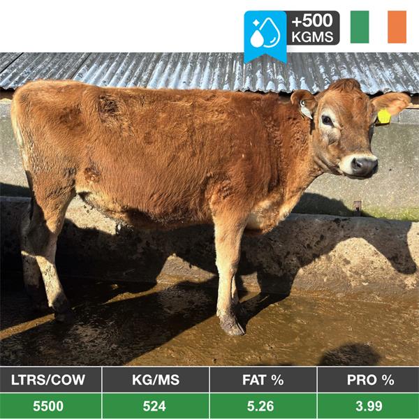 35 Pedigree Registered Jersey Bulling Heifers (10% Solids) - Ireland
