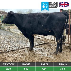 Buy 18 Summer Calving Young Cows - From The United Kingdom for sale