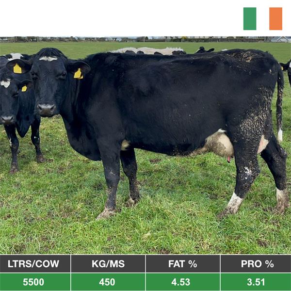 120 Cows Herd Sale - From Ireland