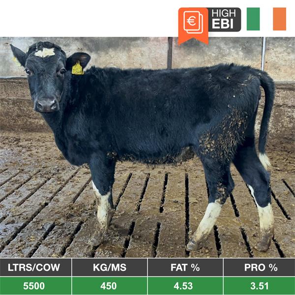 44 Xbred Bulling Heifers Clearance Sale - Ireland