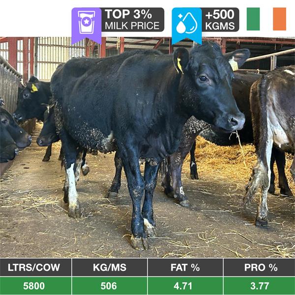 17 Genotyped Spring Maiden Heifers - Ireland