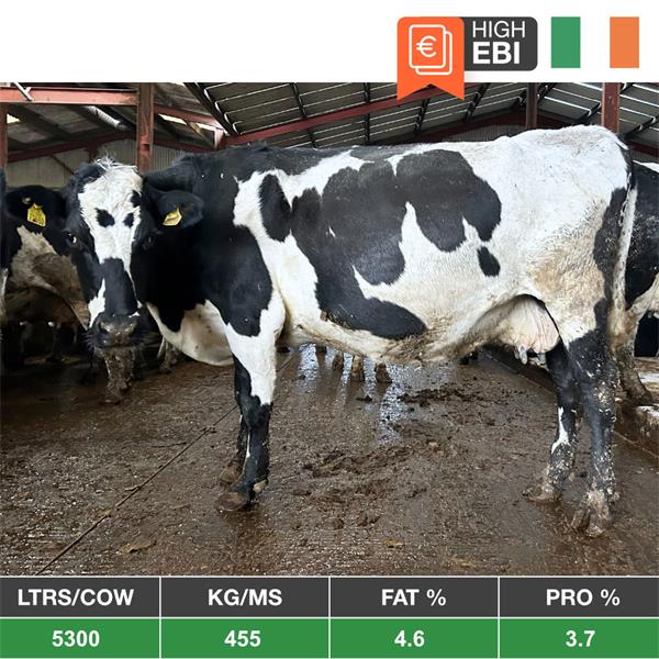 40 High EBI Cows (EBI 248 Summer Calving) - From Ireland