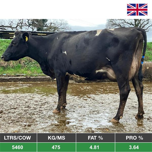 50 Autumn Calving Cows - From The United Kingdom