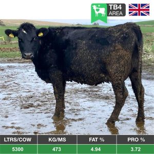 Buy 80 Summer Calving Xbred Cows - From The United Kingdom for sale