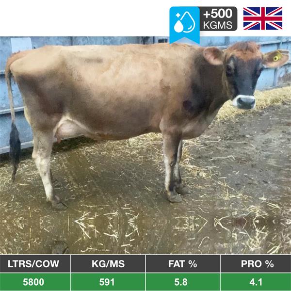 10 Freshly Calved Pedigree Jersey Heifers - United Kingdom