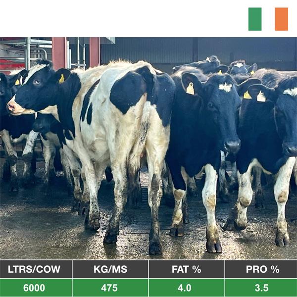 12 Ped Reg Hol/Fr In Calf Heifers - Ireland