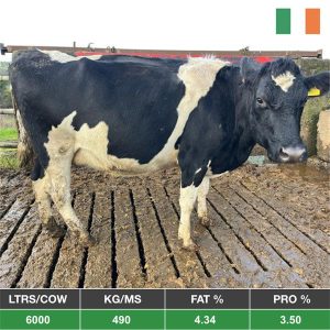 Buy 49 Spring Calving Cows & Heifers - Herd Sale - From Ireland for sale