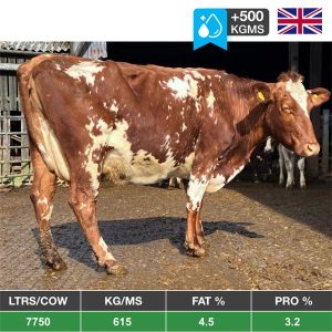 Buy 33 Summer - Autumn Calving Cows - From The United Kingdom for sale