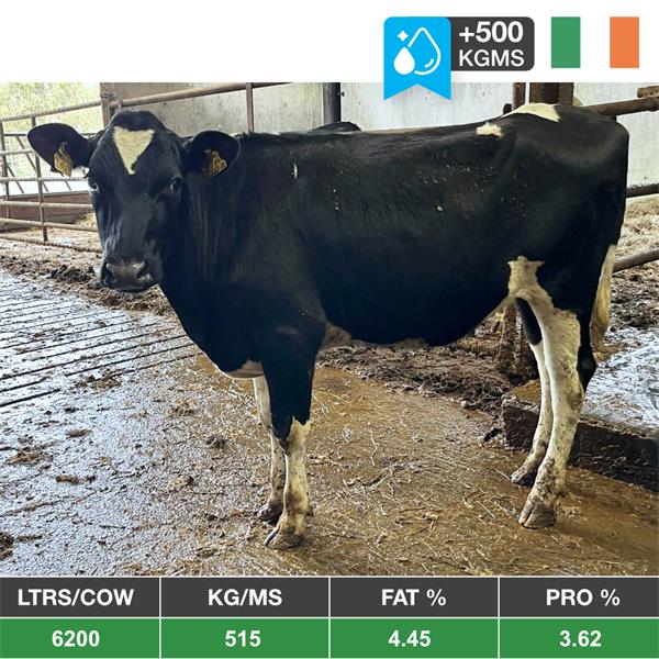 42 Bulling Heifers - Ireland