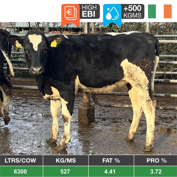 30 Quality Spring Born Hol/Fr Bulling Heifers - Ireland