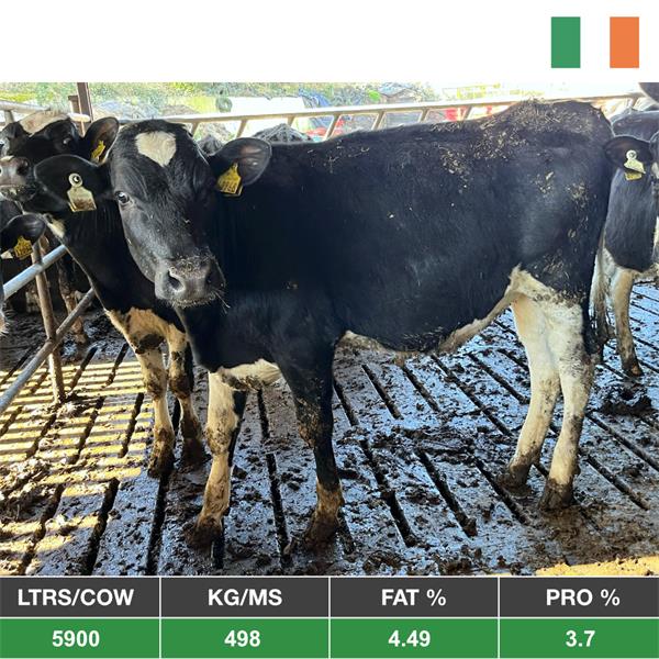 40 Bulling Heifers AI Sired Genotyped - Ireland