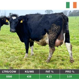 Buy 120 Full Spring Herd Sale - From Ireland for sale