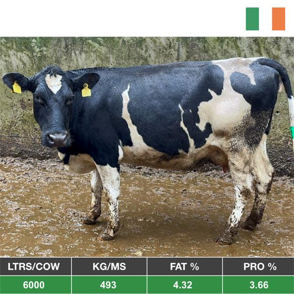 25 Br/Fr Type In Calf Cows (Pick from 30) - From Ireland