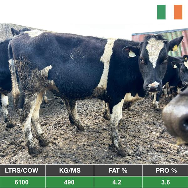 32 Spring Maiden Heifers - Ireland