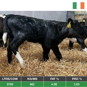 Buy 15 X-BRED Calves from High Milk Solids Herd - IRL for sale