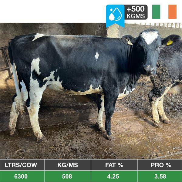 15 Early Summer Calving Cows/Heifers - Ireland