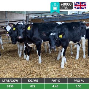 Buy 20 Late Autumn Born Hol/Fr Calves - UK for sale