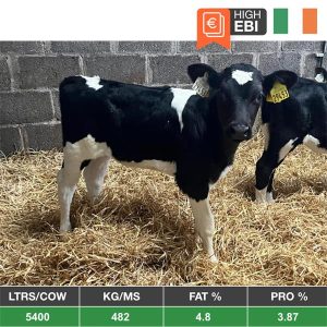 Buy 100 Xbred Calves - IRL for sale