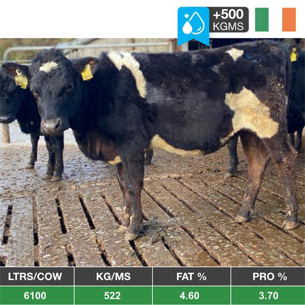 100 Xbred 9% Solids Bulling Heifers - Ireland