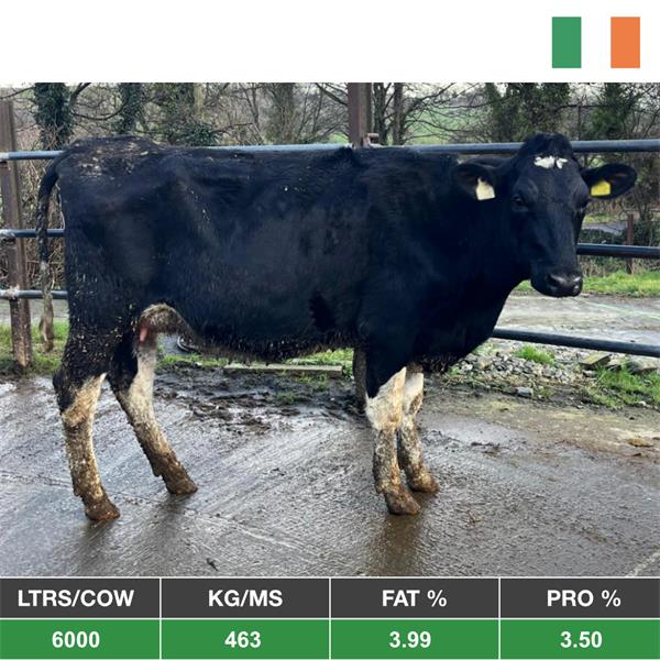 19 Calved/OTP of Calving Friesian Heifers - Ireland