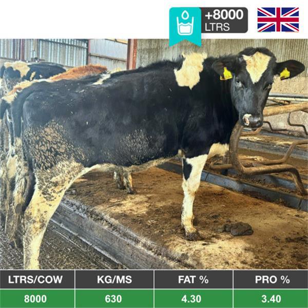 34 Holstein Bulling Heifers - Northern Ireland