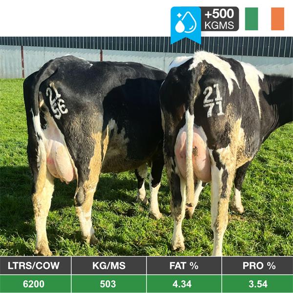 12 Freshly Pedigree Calved Heifers - Ireland