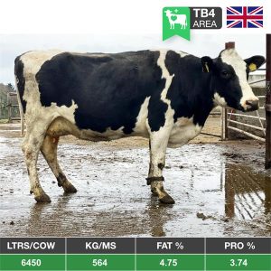 Buy 20 Spring Calving Cows TB4 - From The United Kingdom for sale