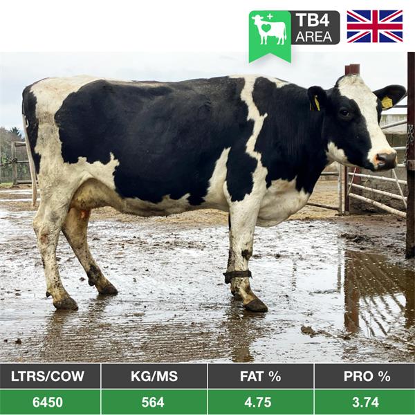 20 Spring Calving Cows TB4 - From The United Kingdom