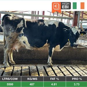 Buy 20 XBred In Calf Cows - From Ireland for sale