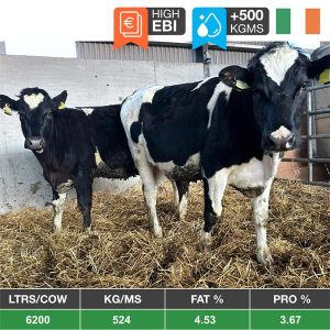 Buy 11 High EBI Nz/Fr Maiden Heifers - Ireland for sale