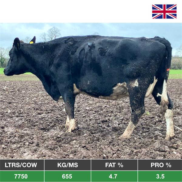 40 Spring Calving Hol-Fr Cows - From The United Kingdom