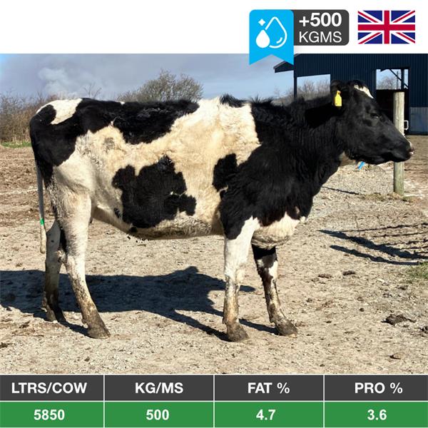 12 Autumn Calving Heifers - United Kingdom