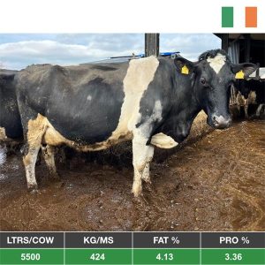 Buy 54 Pedigree Registered Full Clearance Sale - From Ireland for sale