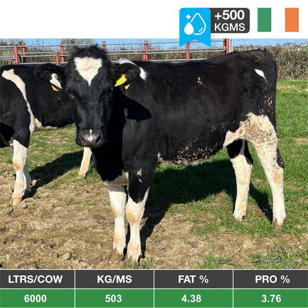 20 Smashing Bulling Heifers - Ireland