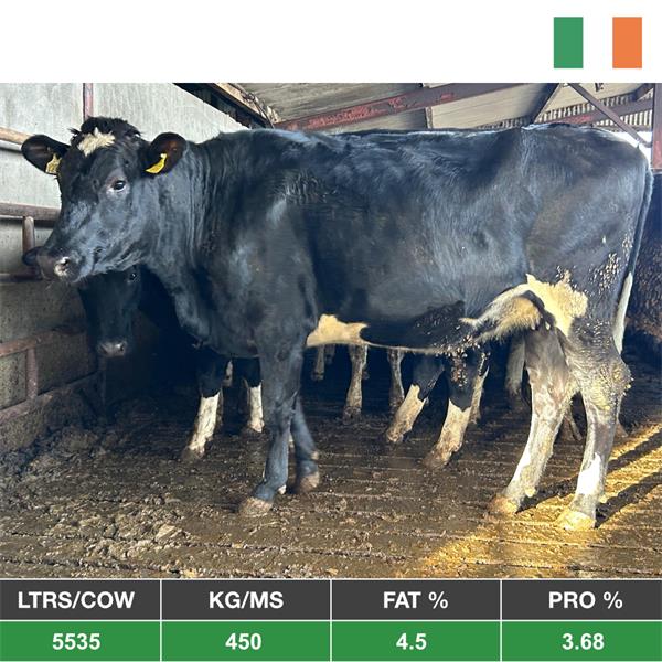 40 Spring Calving Heifers (Genotyped) - Ireland