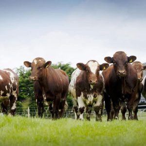 BUY PEDIGREE BEEF SHORTHORN