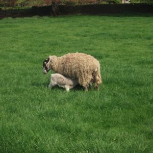 EARLY BITE NO.5 - 14kg/acre