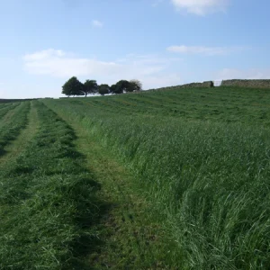 ENDURA-SILE NO.6 - 14kg/acre