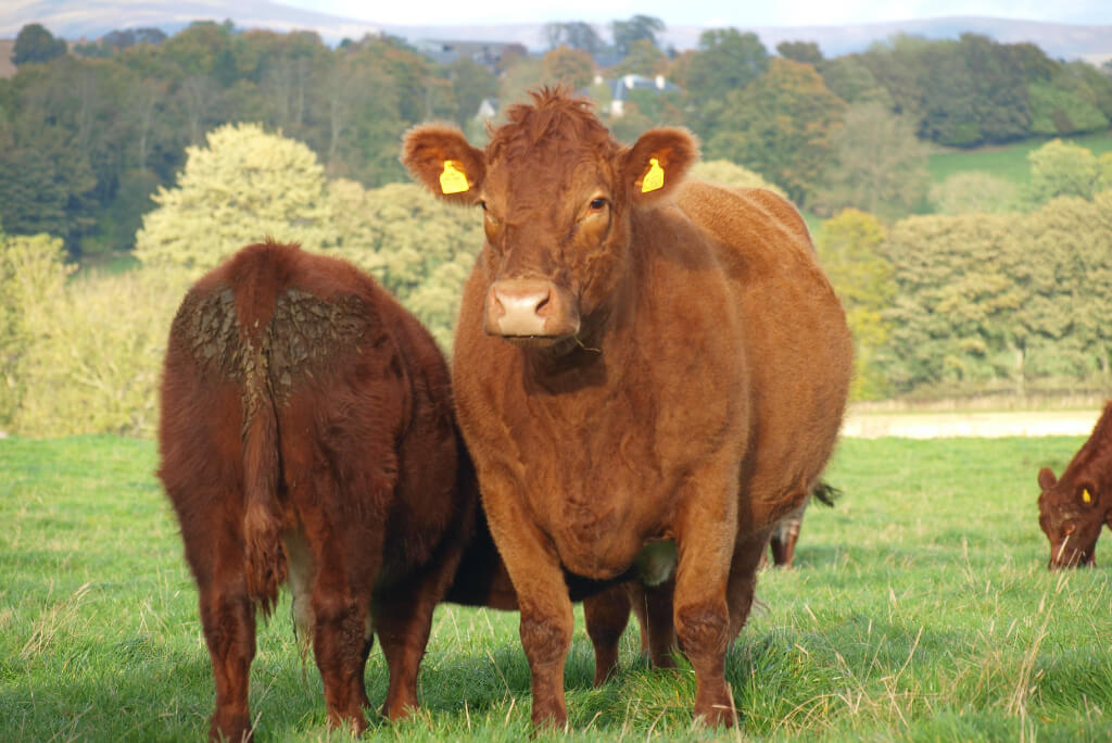 Farm Delights Luing Cattle