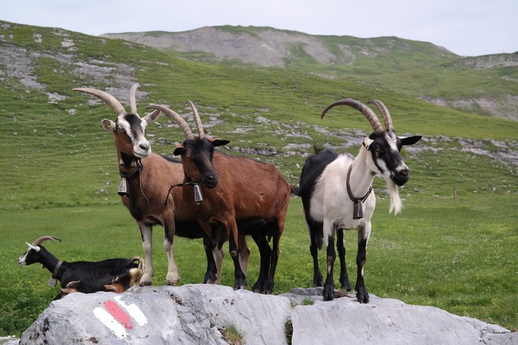British Alpine - Livestock Heaven By Haycroft Farms Ltd
