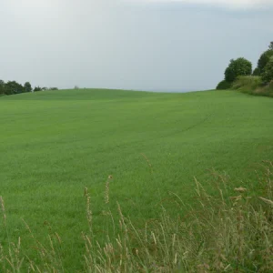 INTENSIVE CUT & GRAZE NO.8 - 14kg/acre