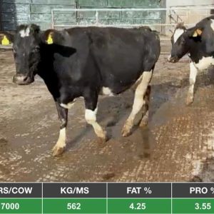 100 Quality Autumn In-Calf Cows