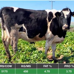 35 April-May Calving Cows